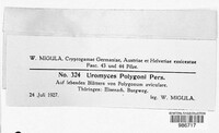 Uromyces polygoni-avicularis image